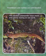 Amphibians and reptiles : a compare and contrast book  Cover Image