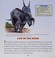 Go to record Triceratops : and other horned plant-eaters