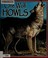 Go to record One wolf howls